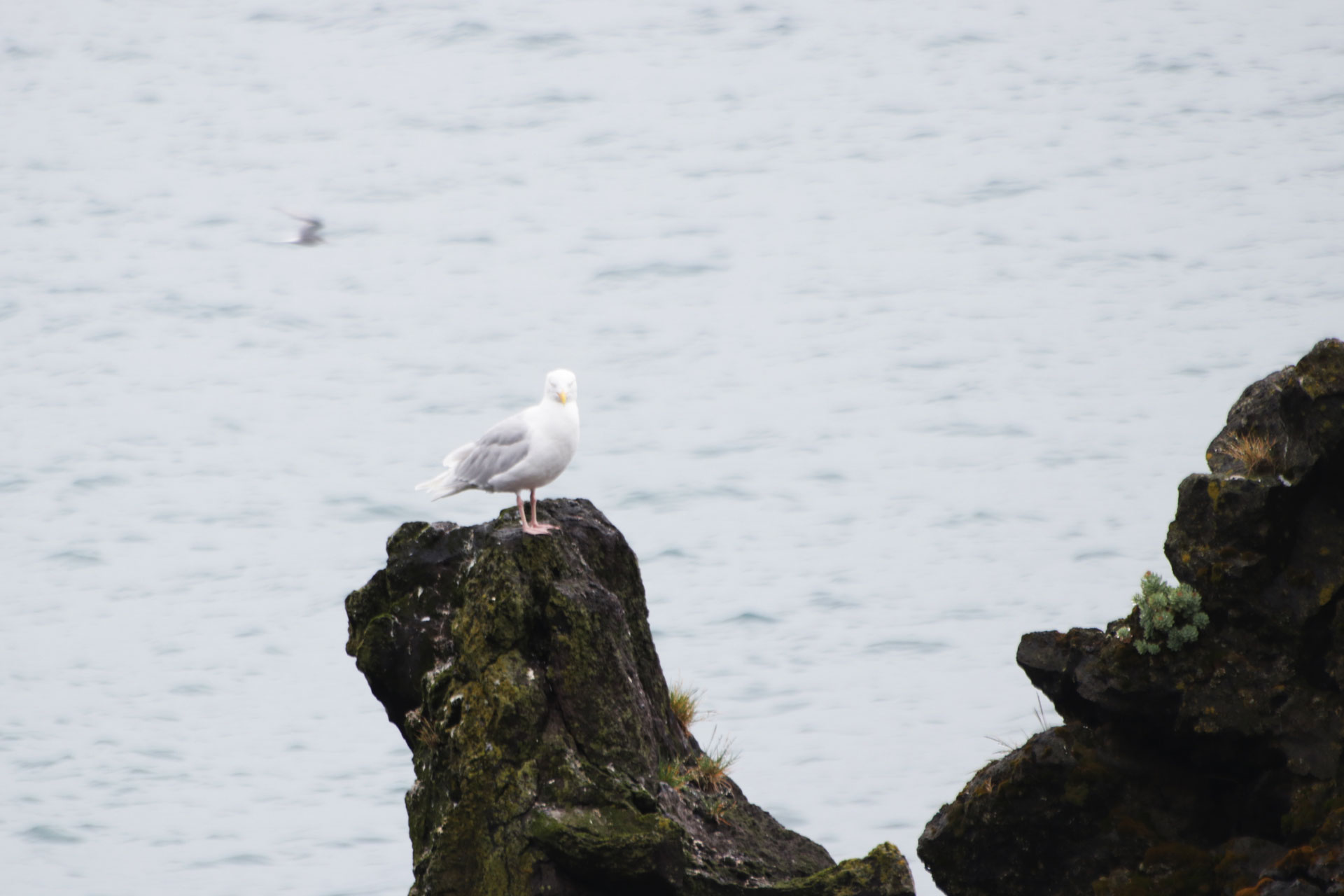 Möwe an der Küste ...