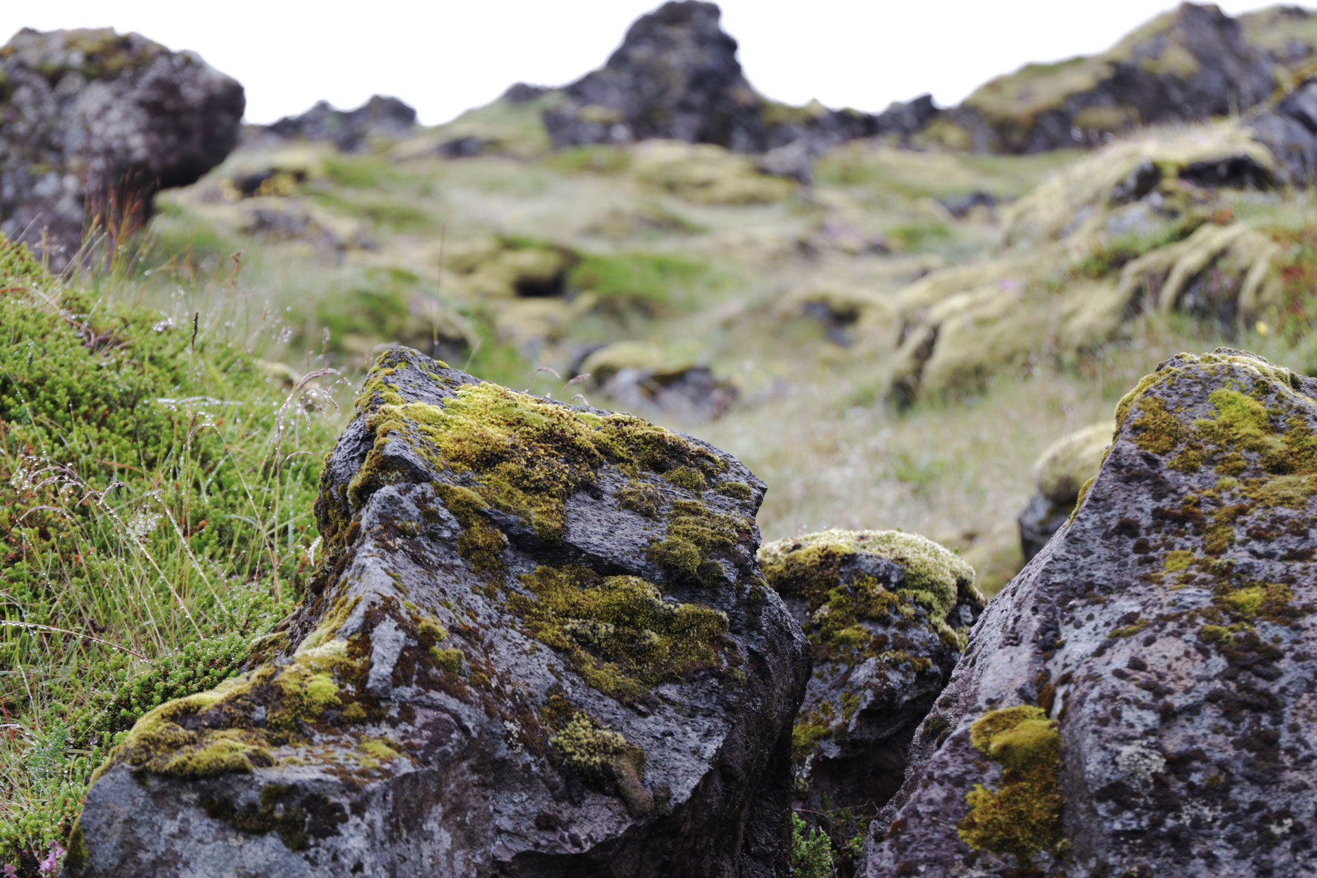 Moosbewachsene Felsen 