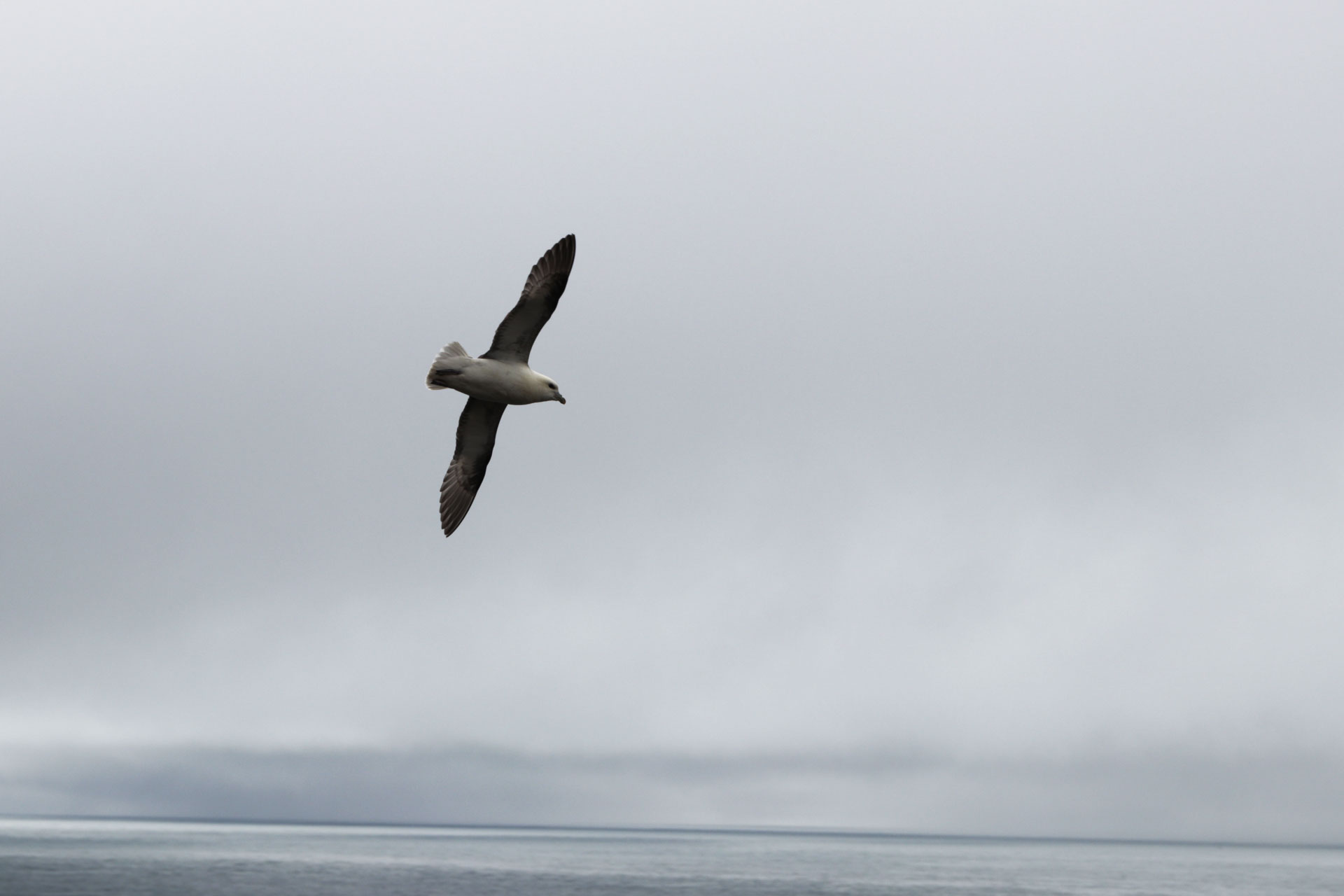 Noch mehr Möwen ...