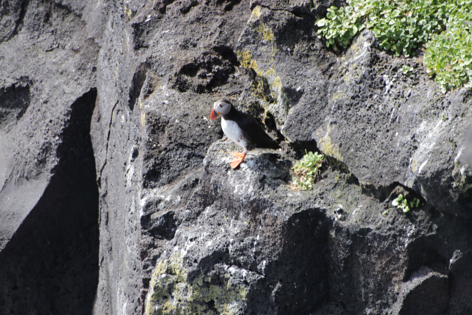 Ein einsamer Papageientaucher ...