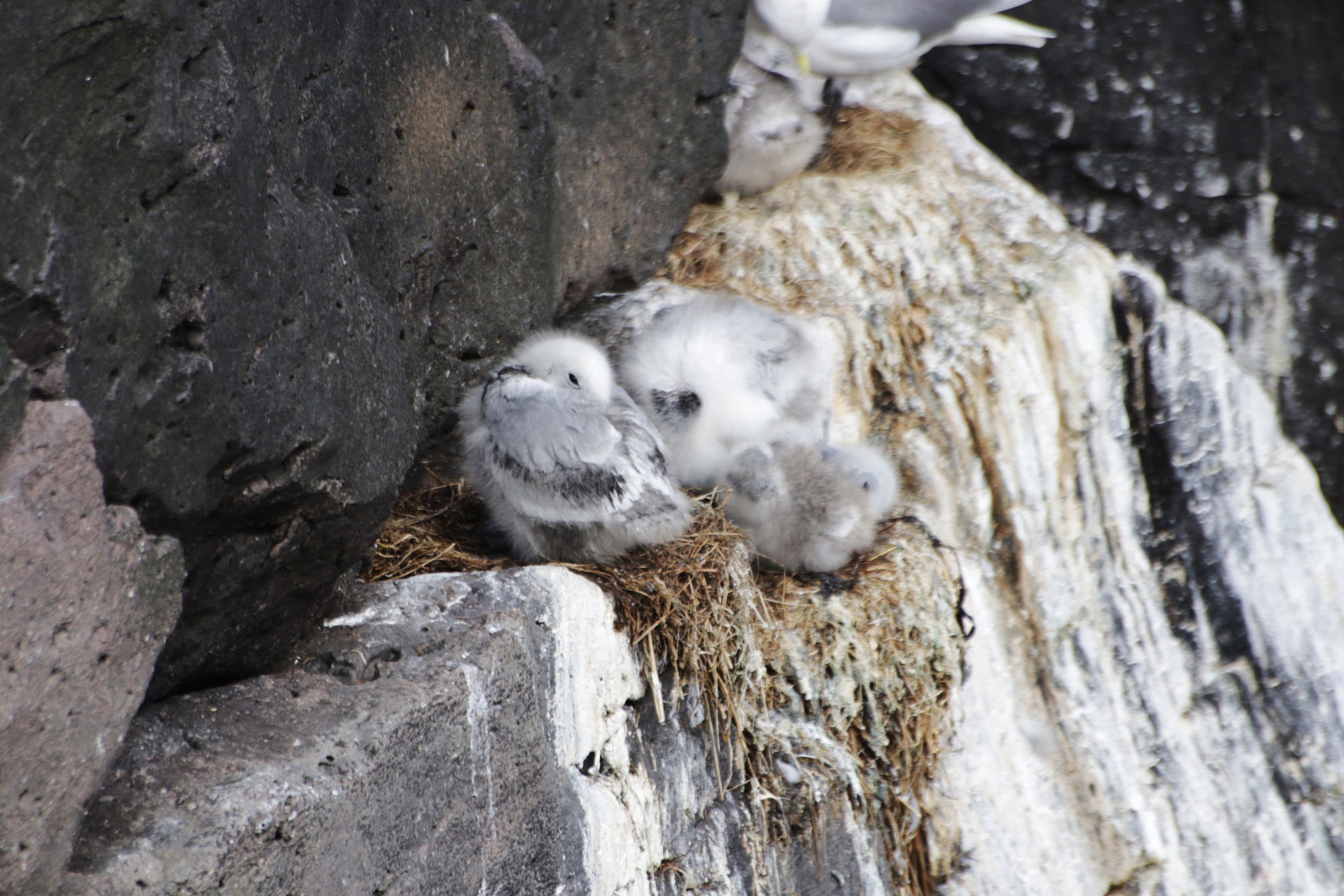... wird der Nachwuchs aufgezogen