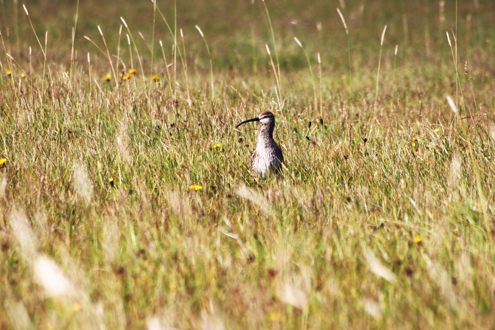 Und wieder ein Vogel