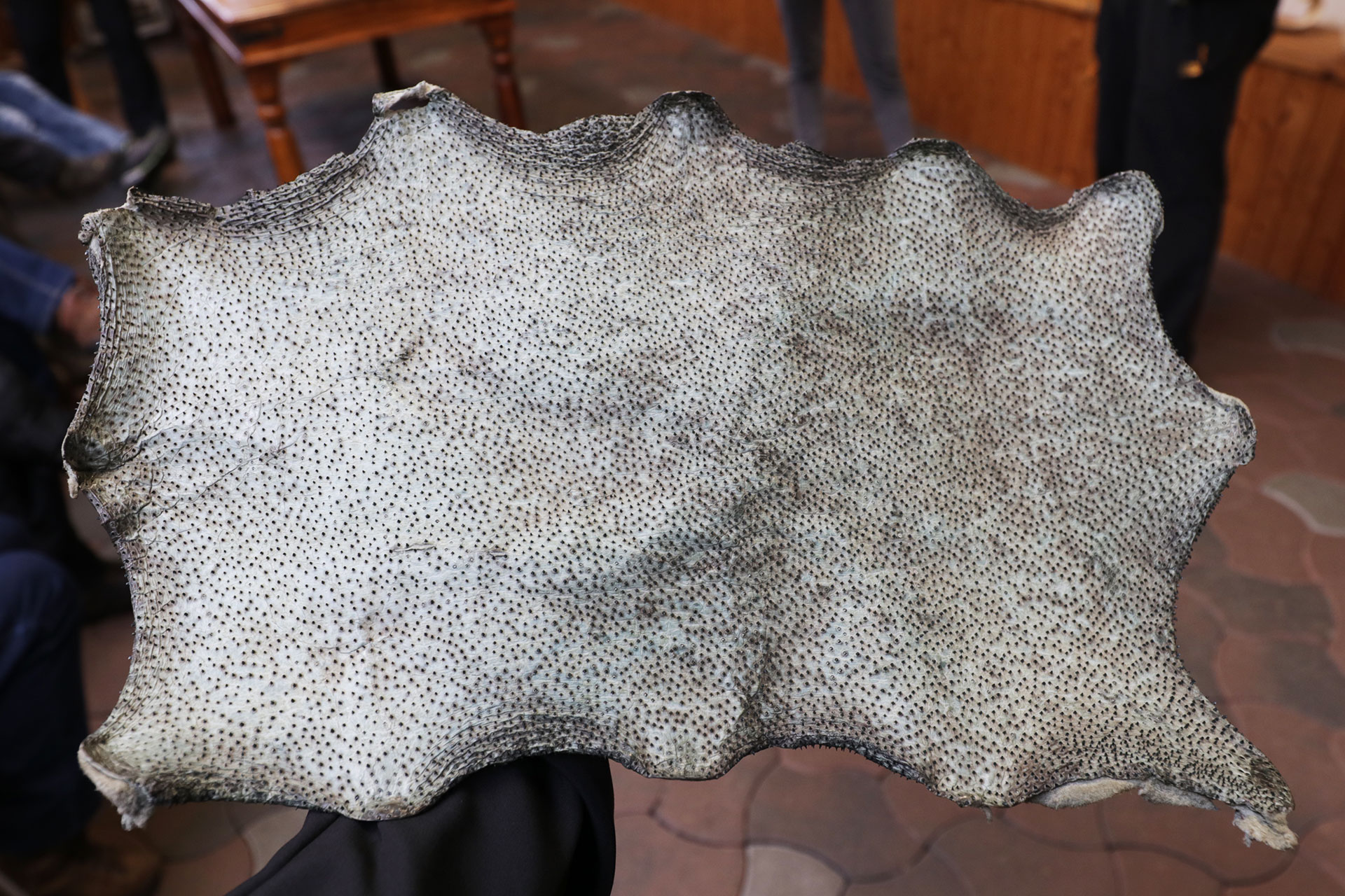 Die Haut des Grönlandhais ...