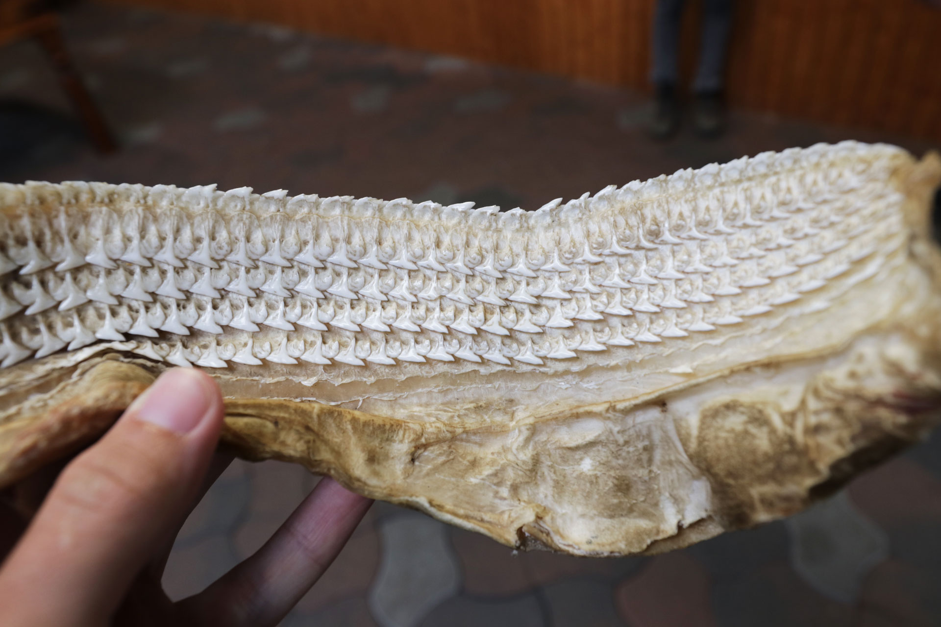 Die Zähne des Haies wachsen nach