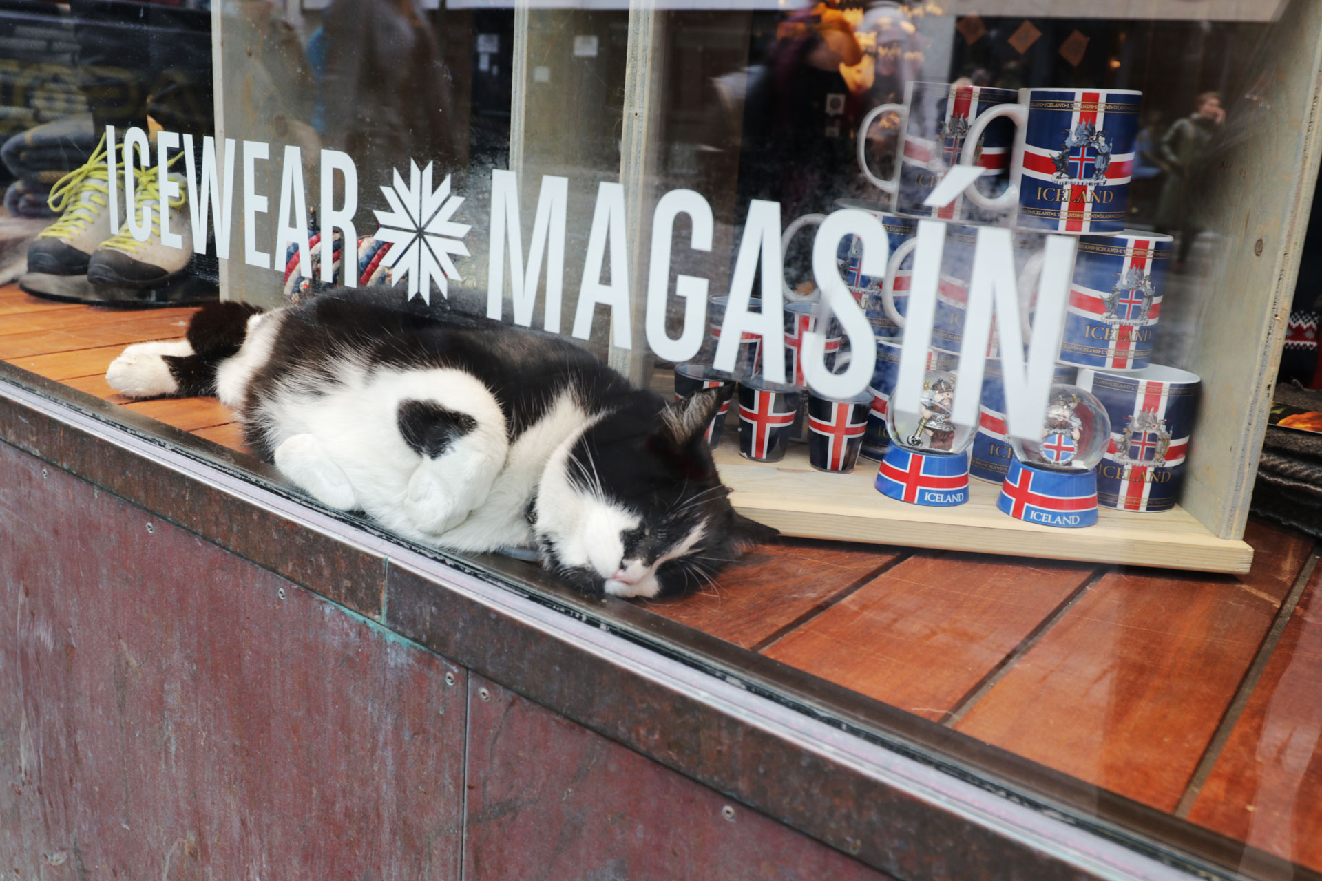 Katze im Schaukasten