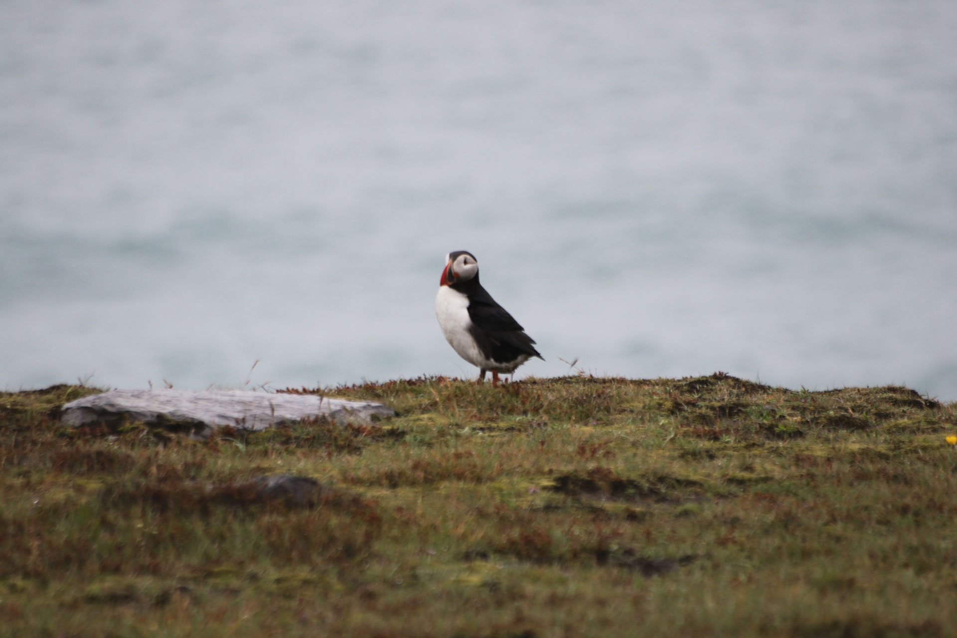 Ein Papageientaucher