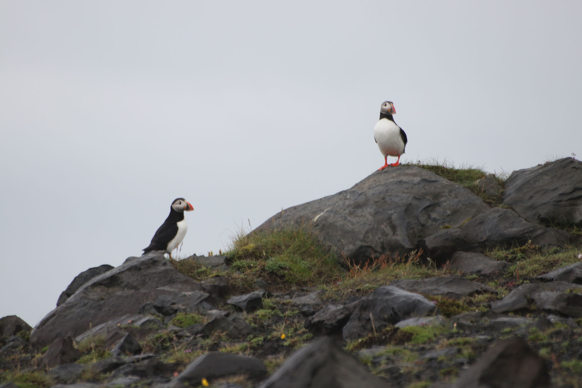 Nochmal ein paar Papageientaucher ...