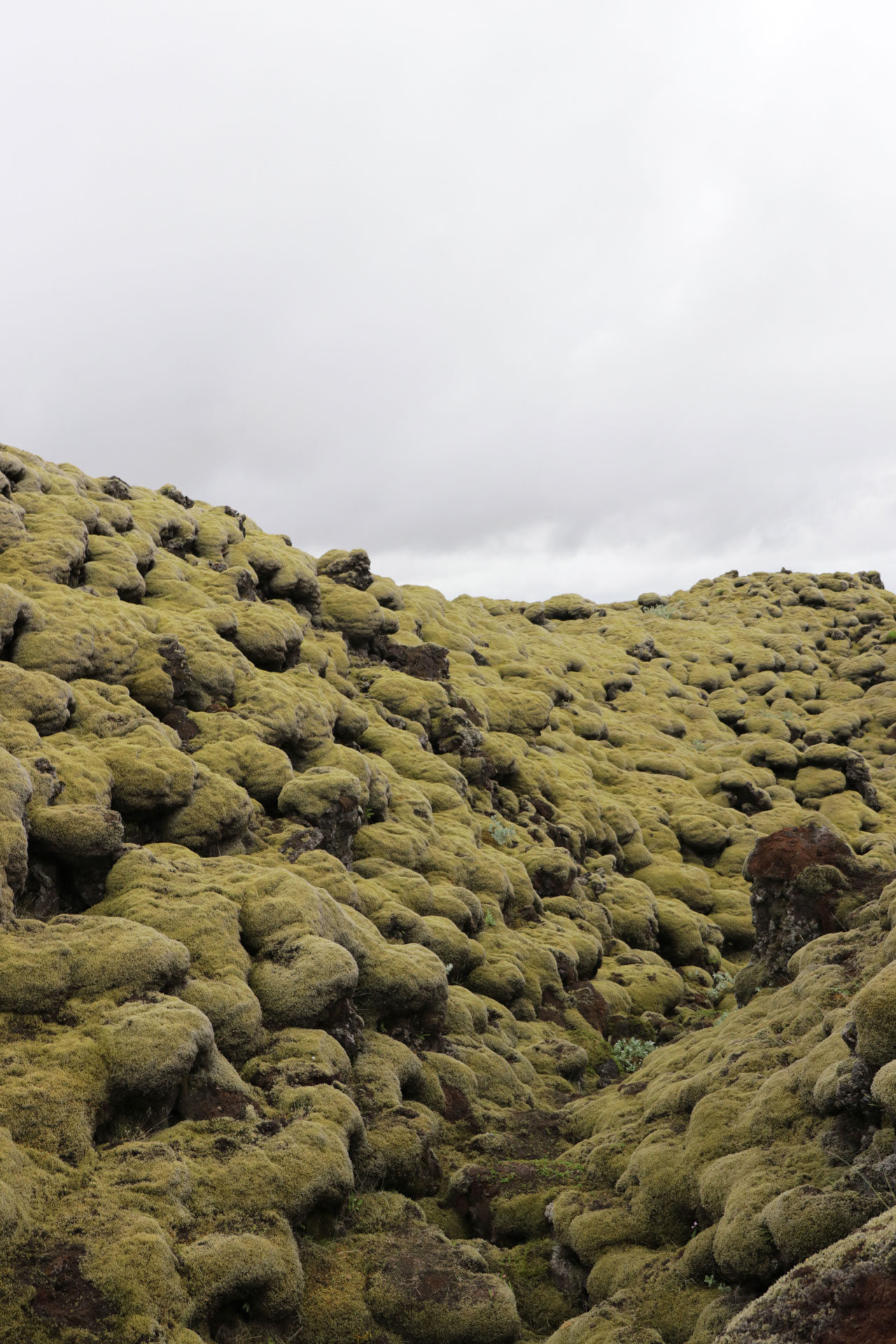Das Lava Feld wird hauptsächlich von Moos bedeckt