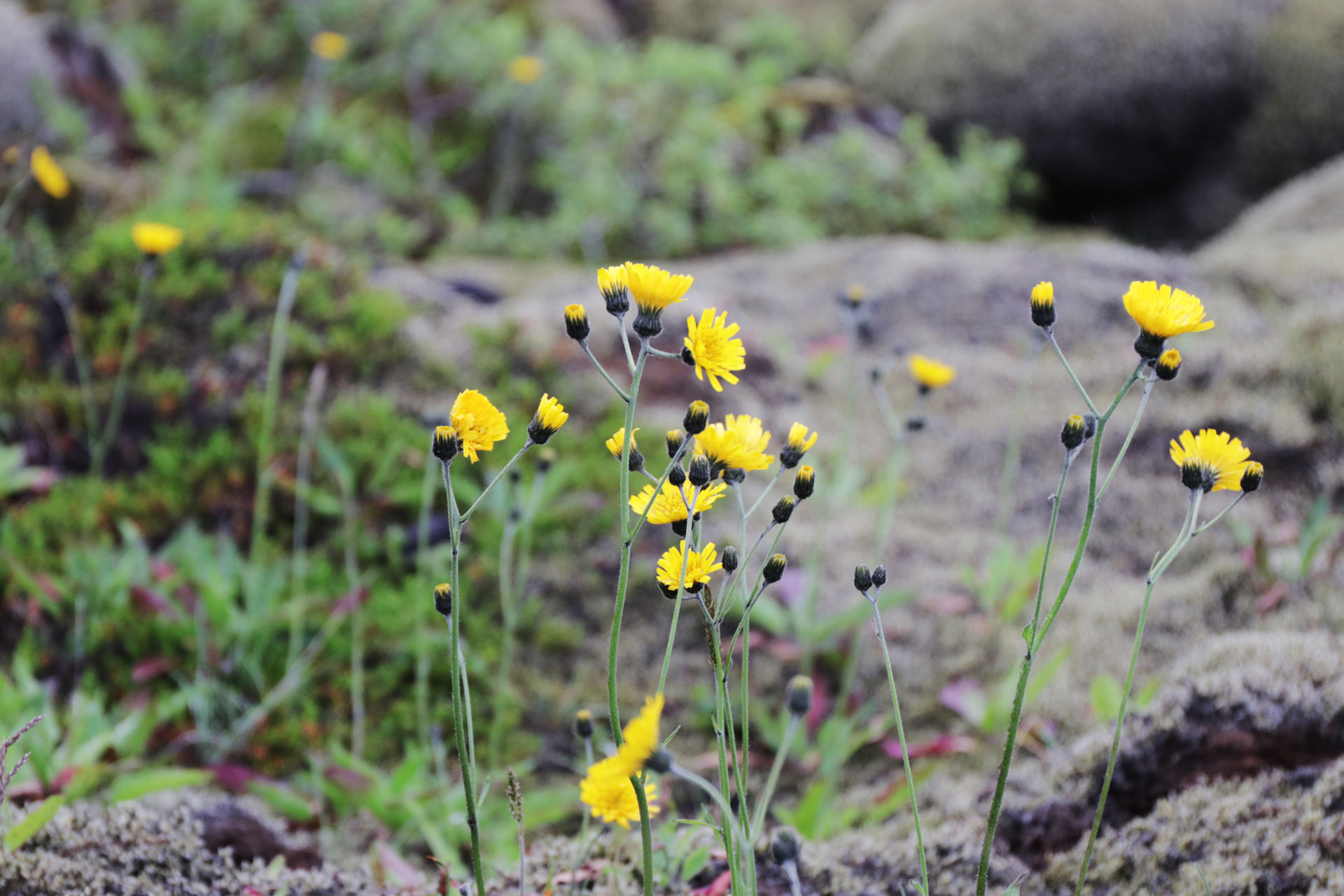 An einigen Stellen wachsen aber auch andere Pflanzen