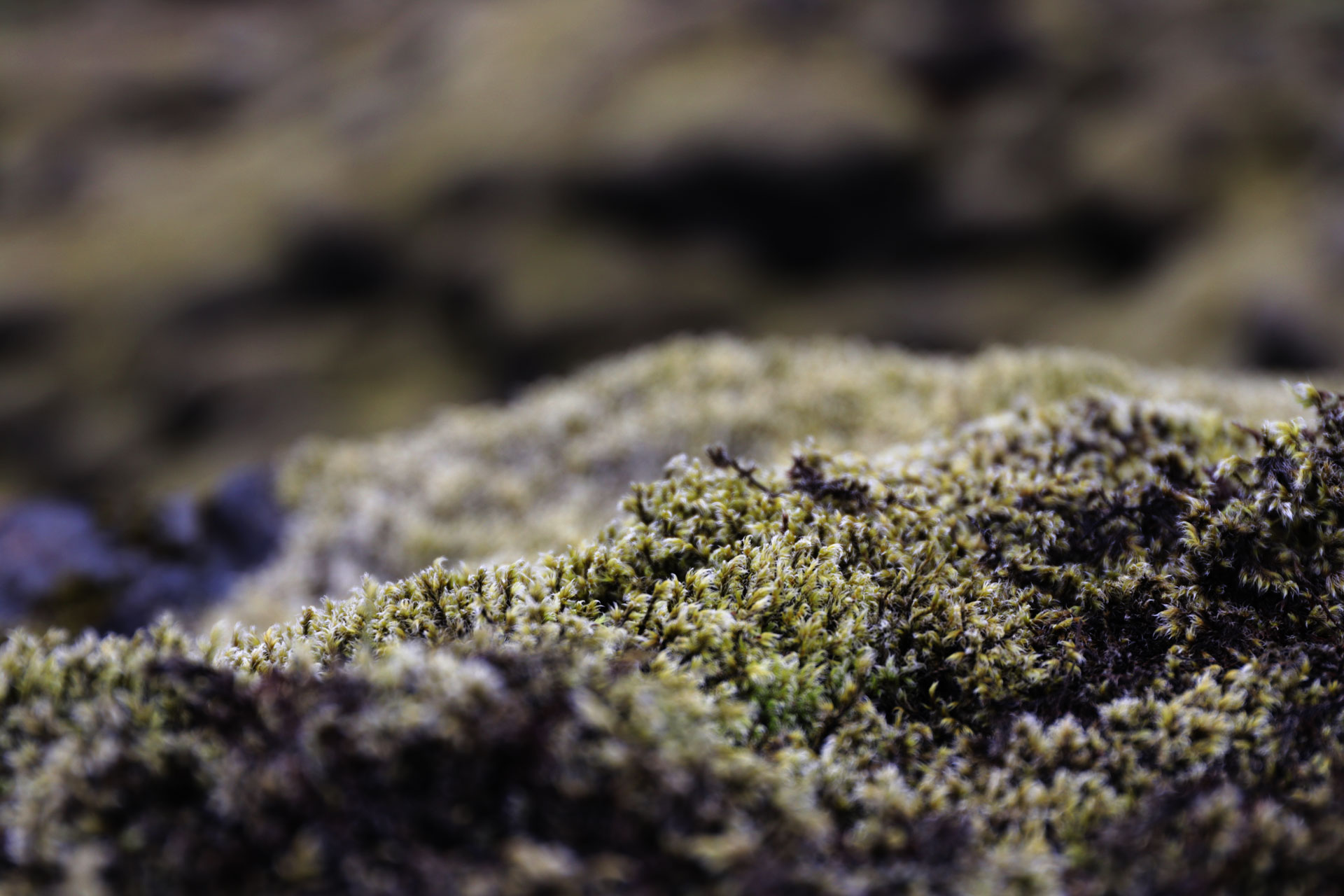 Nachaufnahme des Mooses