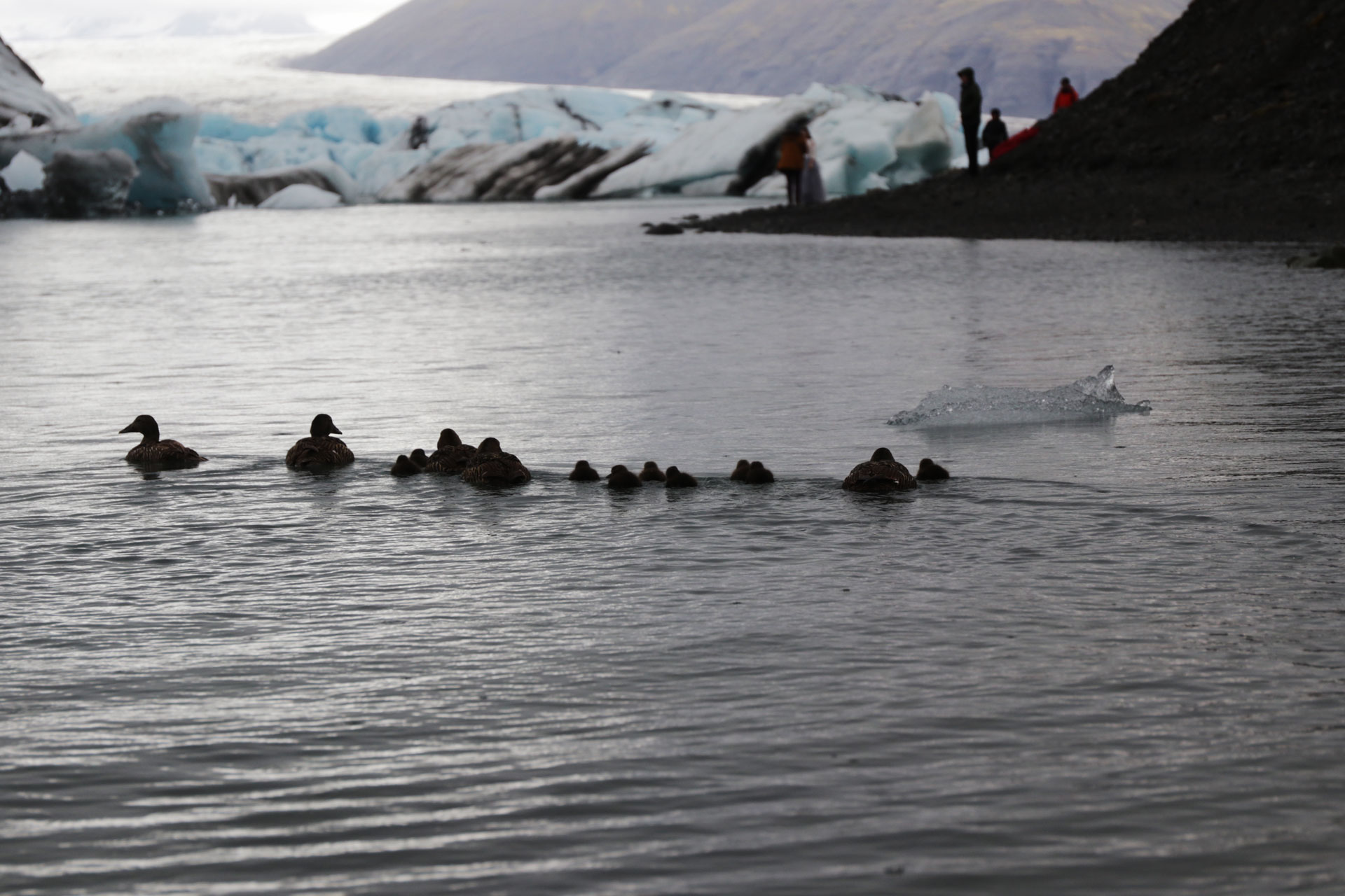 ... und Enten mit ihrem kleinen Nachwuchs