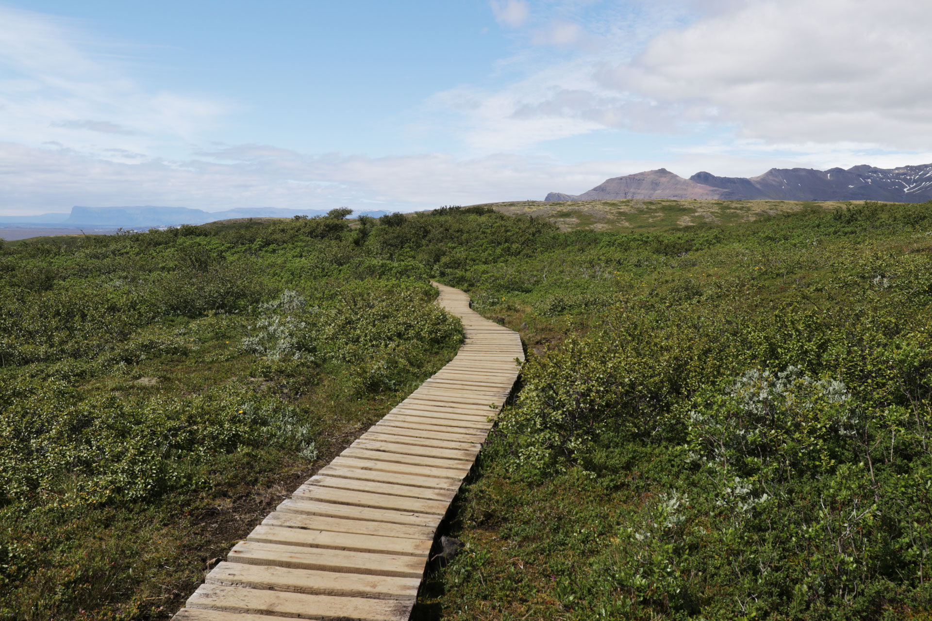 Holzsteg über sumpfigen Grund