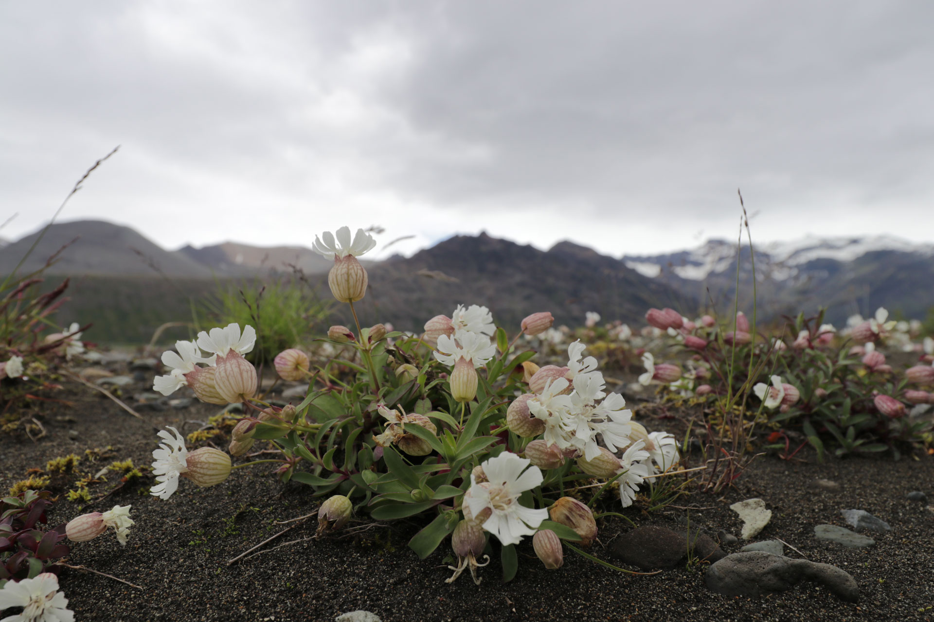 Blümchen im Flussbett