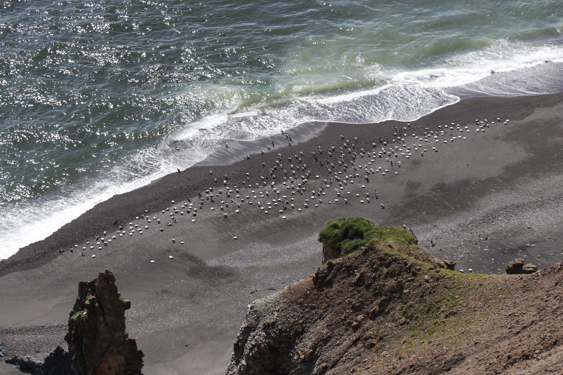Vogelkolonie am Strand