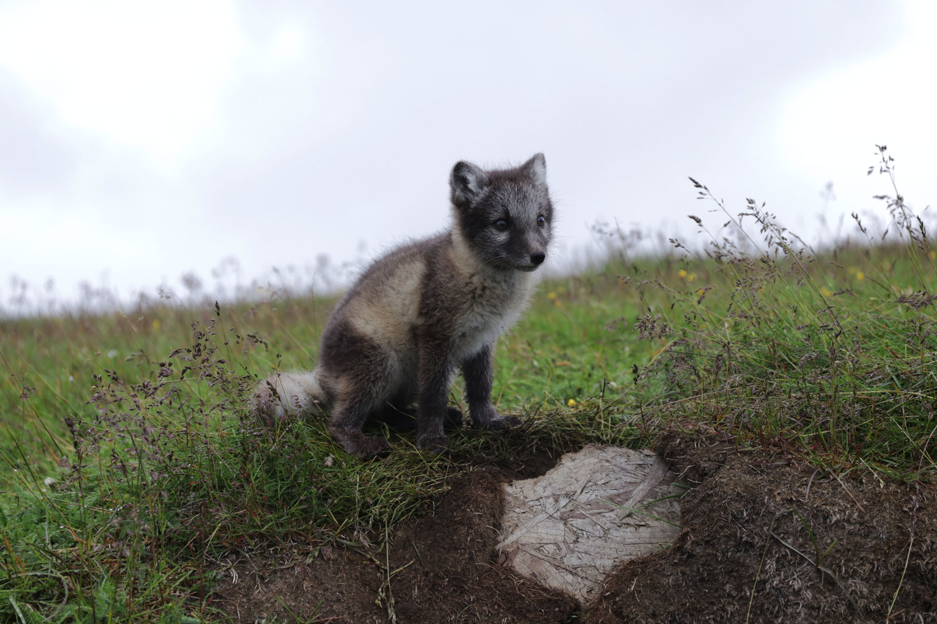... dessen Mutter (leider?) geschossen wurde