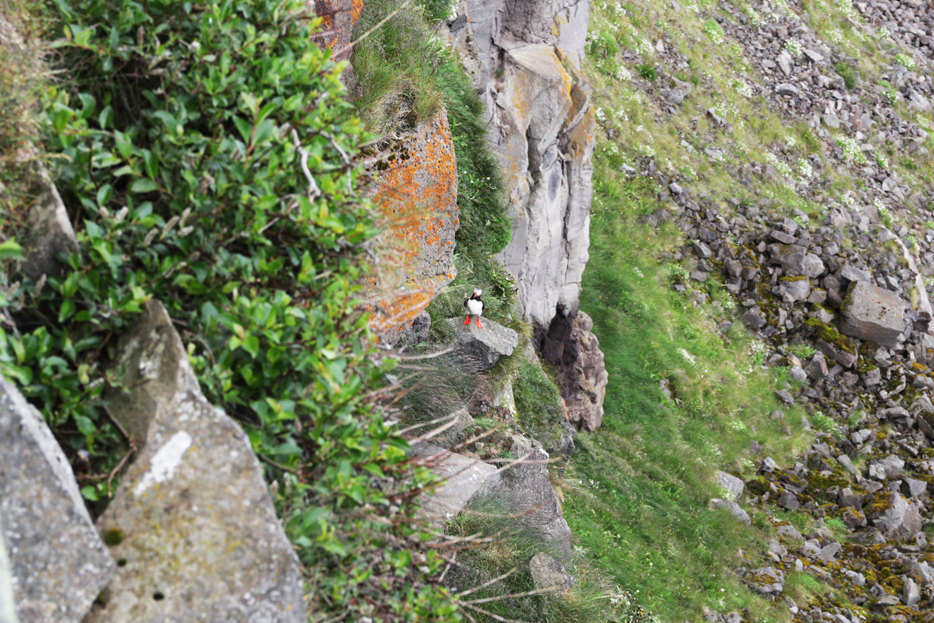 Ein Papageientaucher ...