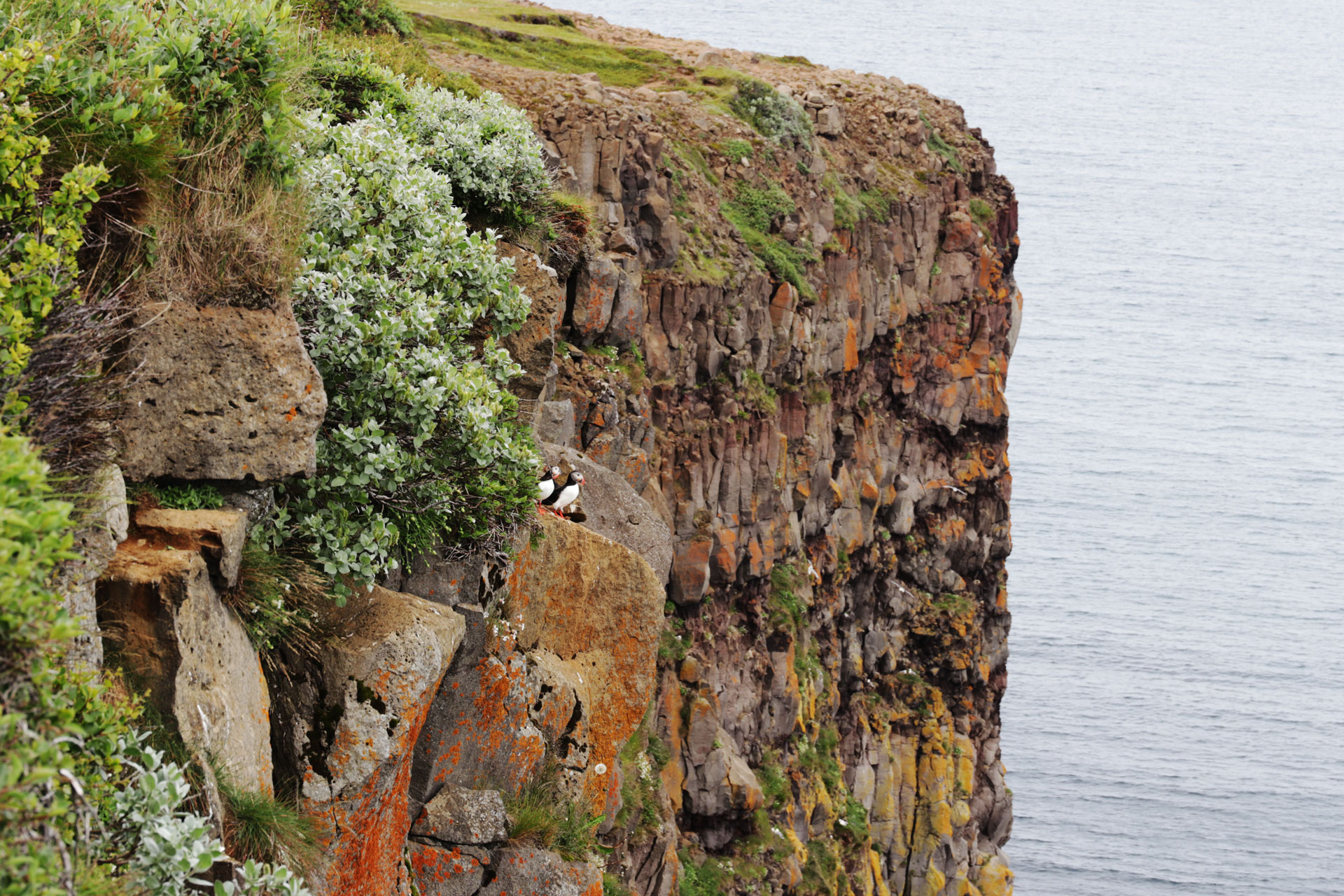 ... zwei Papageientaucher
