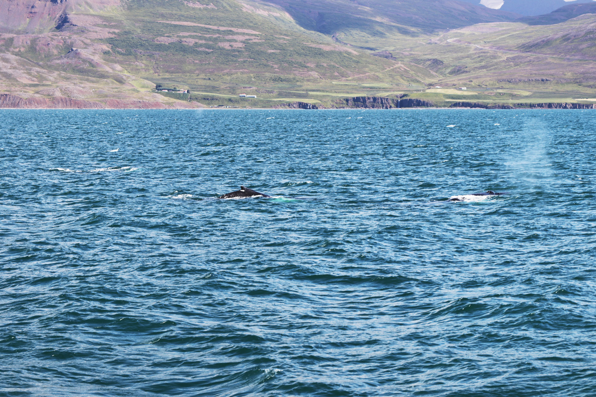 Nach rund 45-Minütiger Fahrt: Unsere ersten Wale