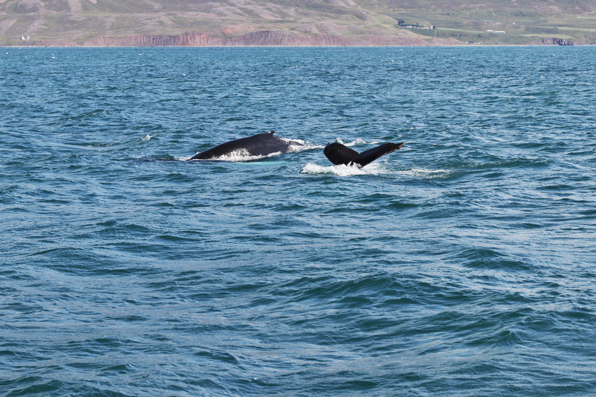 Mal sah man die Wale zu zweit ...