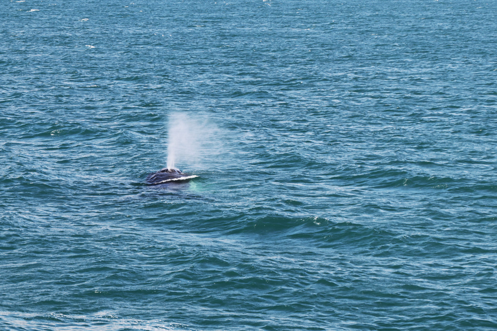 Aufnahme eines Blas (Wasserfontäne beim Ausatmen)
